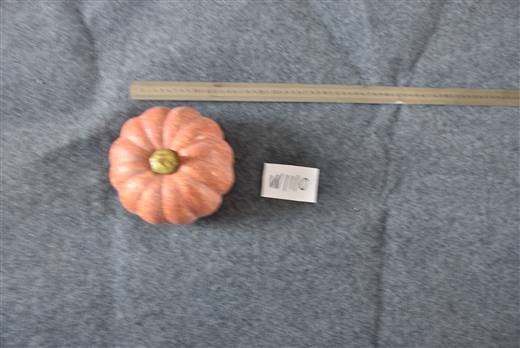 Halloween & Harvest Festival 81