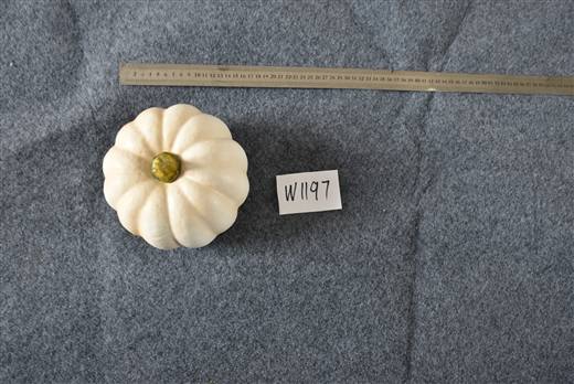 Halloween & Harvest Festival 82