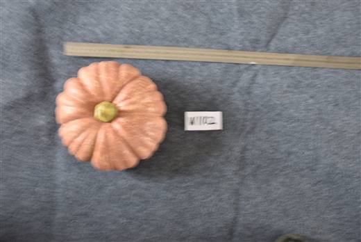 Halloween & Harvest Festival 103