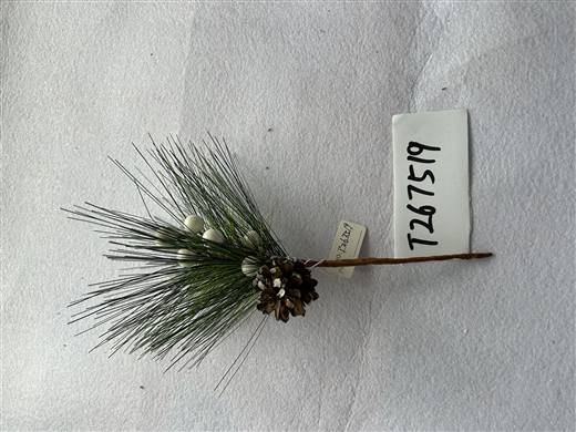 Miniature Christmas Branch 48